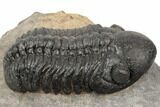 2.5" Detailed Reedops Trilobite - Atchana, Morocco - #196935-1